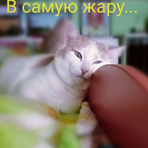 В самую жару...