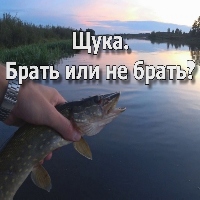 Щука. Брать или не брать?
