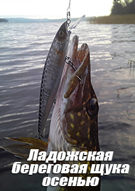 Ладожская береговая щука осенью