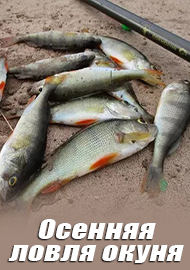 Осенняя ловля окуня