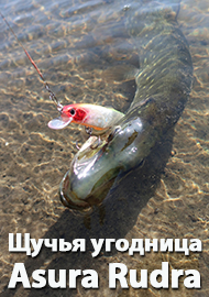 Щучья угодница. Обзор Asura Rudra