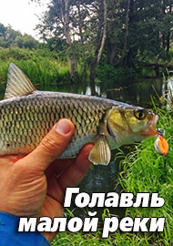 Голавль малой реки или голавль для новичка!