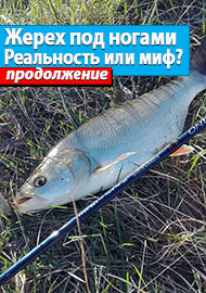 Жерех под ногами. Реальность или миф ? Продолжение....