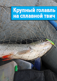 Крупный голавль на сплавной твич