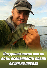 Прудовой окунь как он есть: особенности ловли окуня на прудах