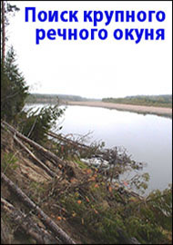 Поиск крупного речного окуня