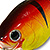 Воблер Lucky Craft Fat CB BDS3 (14г) 082 Fire Tiger