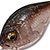 Воблер Megabass Picus Haze Special Appeal Isogani
