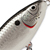 Воблер Rapala Glidin' Rap GLR12 (50 г) SFL