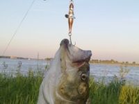 Бесна девон RB Оса
