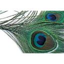 Перья Павлина Metz Peacock