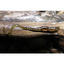 Мягкие приманки Orka Twister Worm