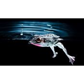Воблер Molix Frog