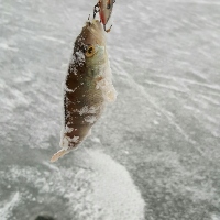 Обзор Rapala Jigging Shad Rap - универсальный солдат!