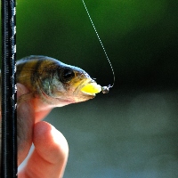 Мал виброхвост, да дорог! Обзор Lucky John Baby Rockfish 35мм