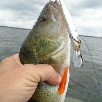 Случайный пассажир. Zipbaits Rigge Deep 70F.