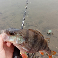 Обзор спиннинга Crazy Fish Perfect Jig 0.5-5
