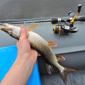 Обзор катушки Daiwa 19 Revros LT: доступная катушка именитого бренда.
