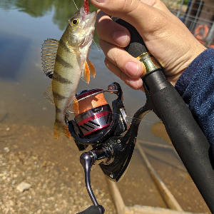 Обзор Daiwa 18 Ninja LT 2000: то, что нужно для бюджетного ультралайта.