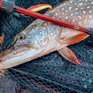 Обзор спиннинга Daiwa Fuego 702LFS