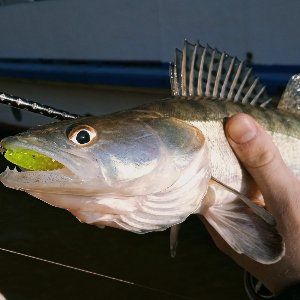 Lucky John Pro Series LJ Minnow 56-лучший виброхвост. Клянусь своей треуголкой!
