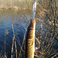 Zip Baits Rigge 56 — легендарный японский воблер