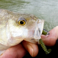 Reins Rockvibe Shad 2"