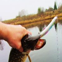 OSP Bent Minnow 130 F-SW