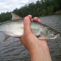 Zipbaits Rigge 56f. Показание – твичинг.
