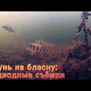 Окунь на блесну. Подводные съёмки
