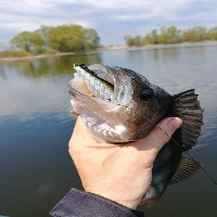 Обзор воблера Zipbaits Khamsin 70SR и летняя щука