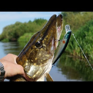 Видеообзор воблера Sprut Takari 130S по заказу Fmagazin
