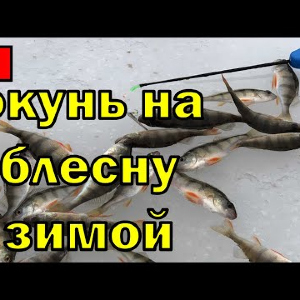 Ловля окуня на блесну со льда