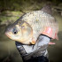 K-Fishing