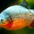 leopletnev32